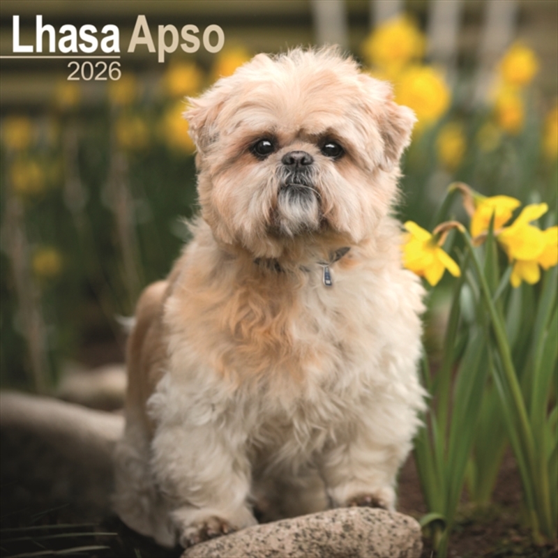 Lhasa Apso Calendar 2026 Square Dog Breed Wall Calendar - 16 Month/Product Detail/Calendars & Diaries