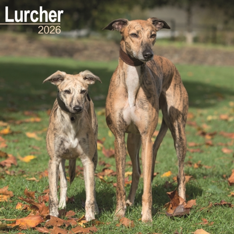 Lurcher Calendar 2026 Square Dog Breed Wall Calendar - 16 Month/Product Detail/Calendars & Diaries