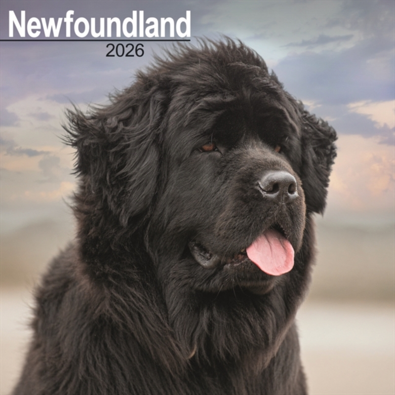 Newfoundland Calendar 2026 Square Dog Breed Wall Calendar - 16 Month/Product Detail/Calendars & Diaries