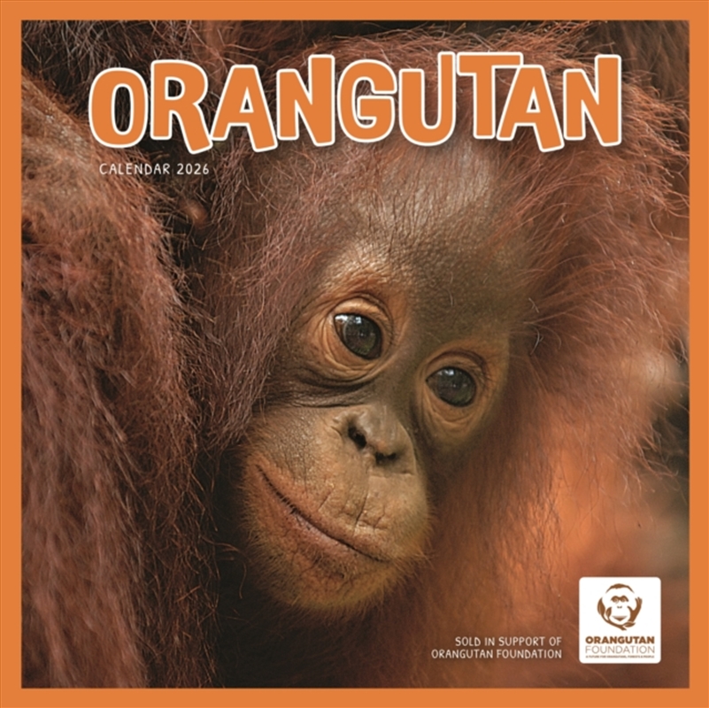Orangutan Square Wall Calendar 2026/Product Detail/Calendars & Diaries