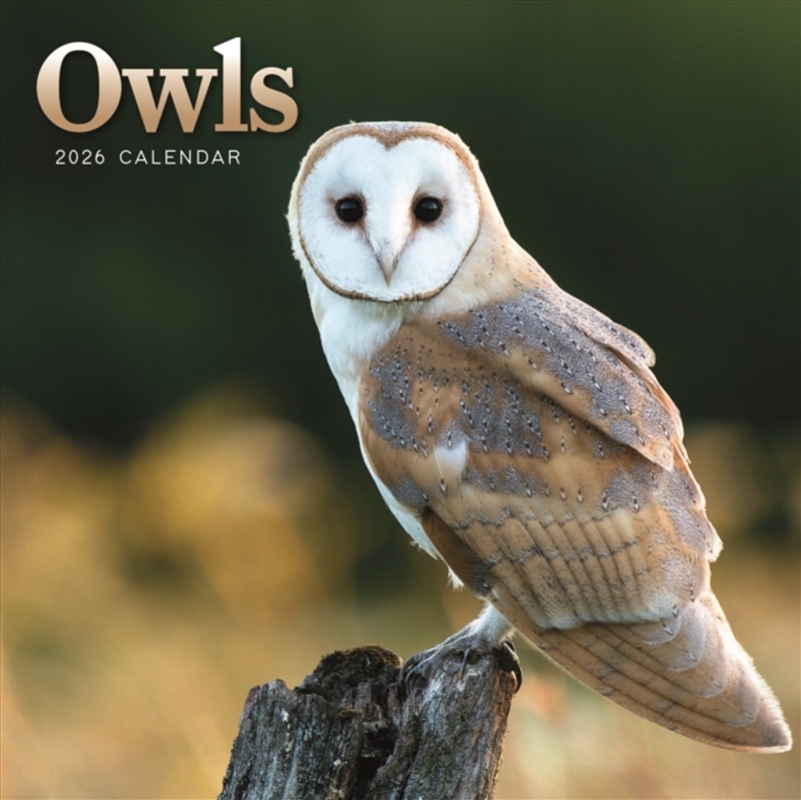 Owls Square Mini Calendar 2026/Product Detail/Calendars & Diaries