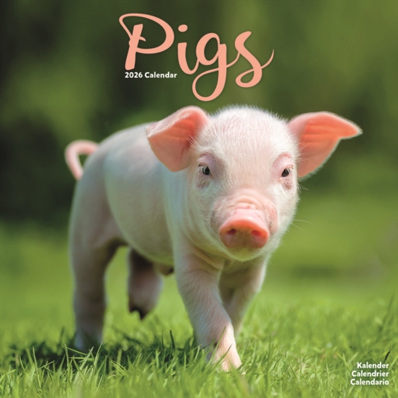 Pigs Calendar 2026 Square Farm Animal Wall Calendar - 16 Month/Product Detail/Calendars & Diaries