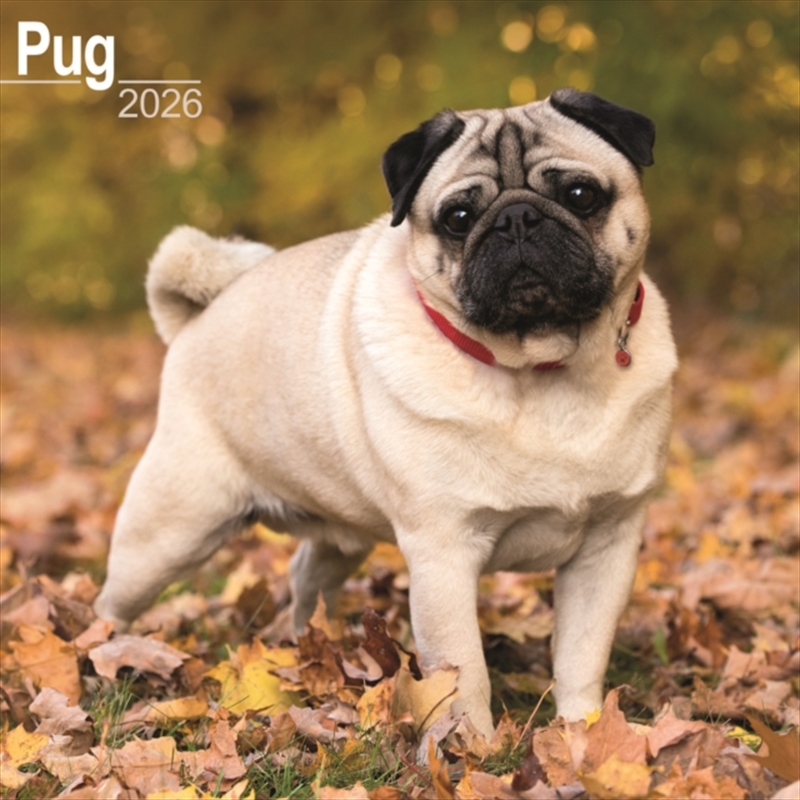 Pug Calendar 2026 Square Dog Breed Wall Calendar - 16 Month/Product Detail/Calendars & Diaries