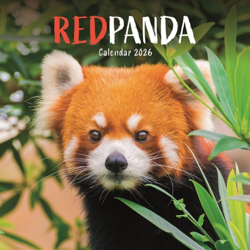 Red Pandas Square Wall Calendar 2026/Product Detail/Calendars & Diaries