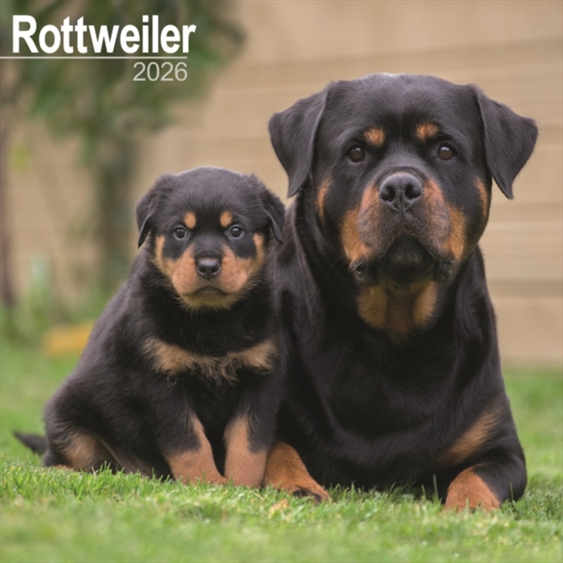Rottweiler Calendar 2026 Square Dog Breed Wall Calendar - 16 Month/Product Detail/Calendars & Diaries