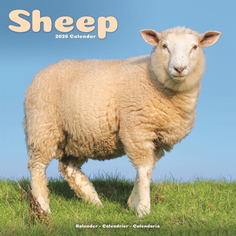 Sheep Calendar 2026 Square Farm Animal Wall Calendar - 16 Month/Product Detail/Calendars & Diaries