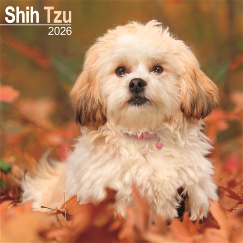 Shih Tzu Calendar 2026 Square Dog Breed Wall Calendar - 16 Month/Product Detail/Calendars & Diaries