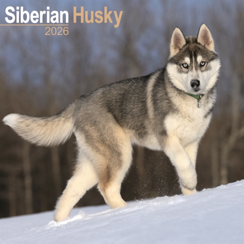 Siberian Husky Calendar 2026 Square Dog Breed Wall Calendar - 16 Month/Product Detail/Calendars & Diaries