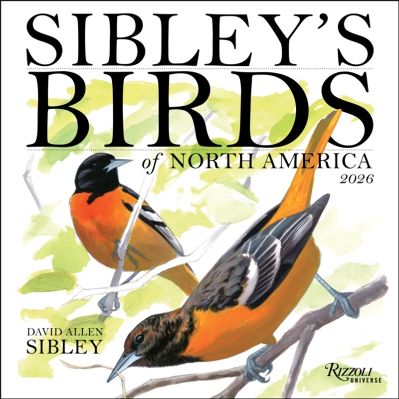 Sibley'S Birds Of North America 2026 Wall Calendar/Product Detail/Calendars & Diaries