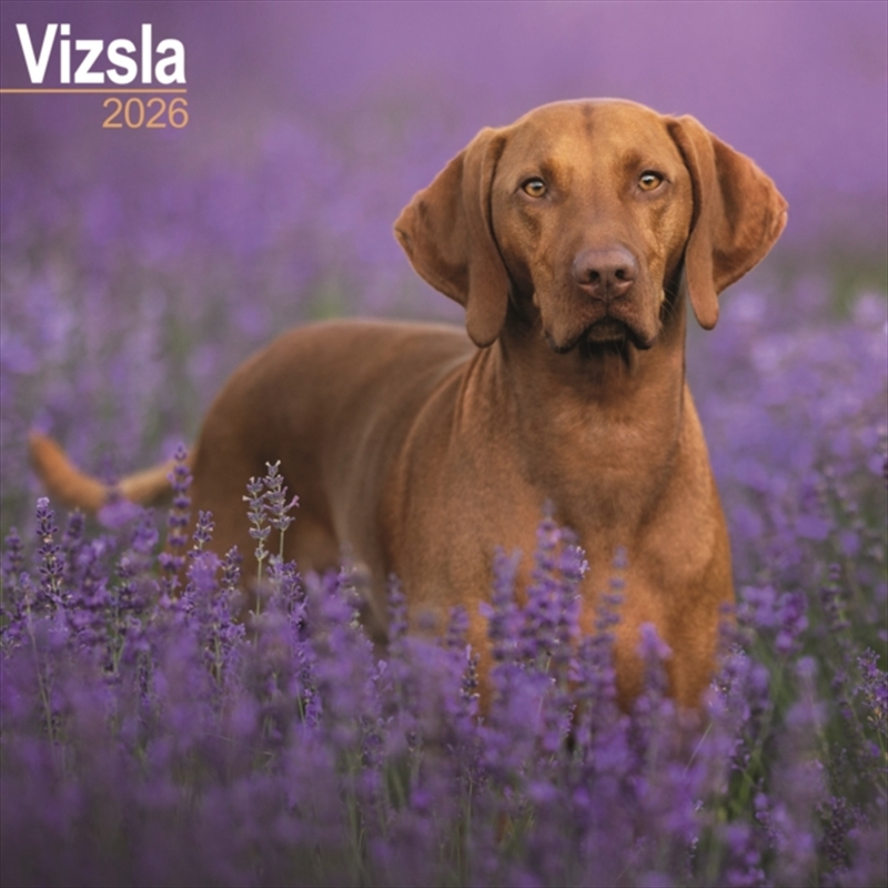 Vizsla Calendar 2026 Square Dog Breed Wall Calendar - 16 Month/Product Detail/Calendars & Diaries