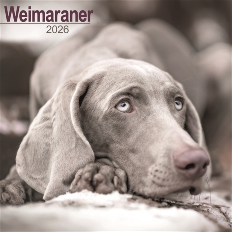 Weimaraner Calendar 2026 Square Dog Breed Wall Calendar - 16 Month/Product Detail/Calendars & Diaries