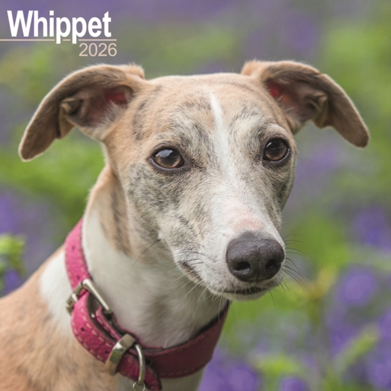 Whippet Calendar 2026 Square Dog Breed Wall Calendar - 16 Month/Product Detail/Calendars & Diaries