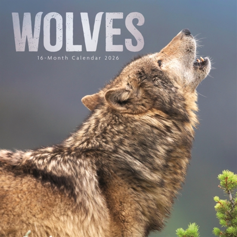 Wolves Square Wall Calendar 2026/Product Detail/Calendars & Diaries