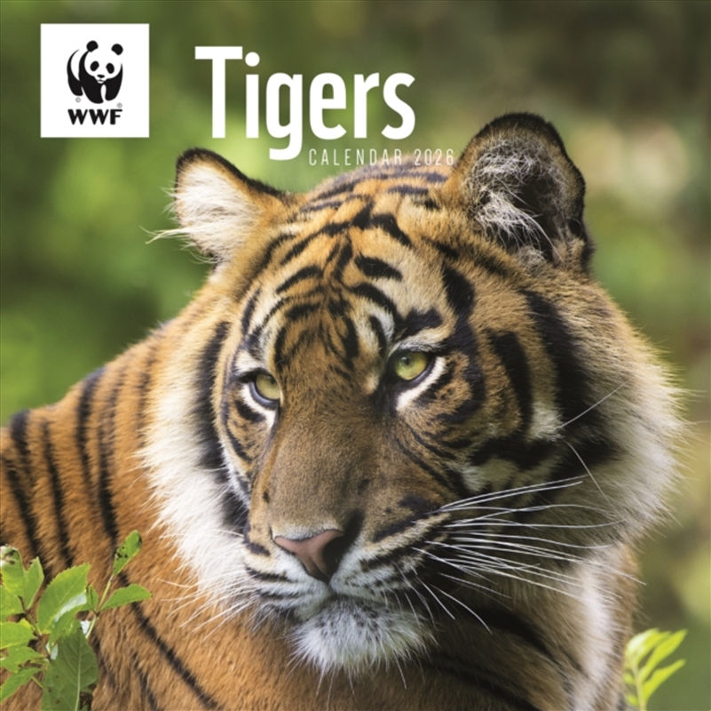 Wwf Tigers Square Wall Calendar 2026/Product Detail/Calendars & Diaries