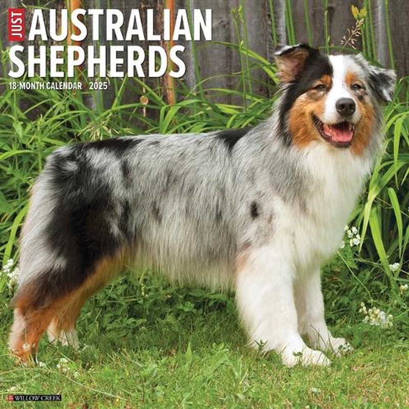 Australian Shepherds 2026 12 X 12 Wall Calendar/Product Detail/Calendars & Diaries