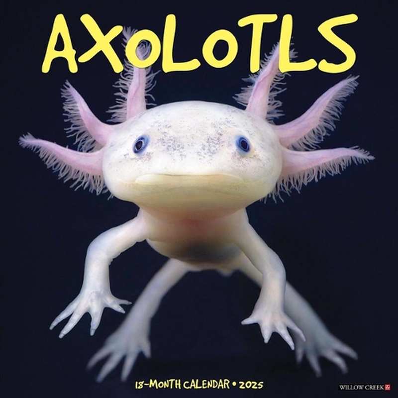 Axolotls 2026 12 X 12 Wall Calendar/Product Detail/Calendars & Diaries
