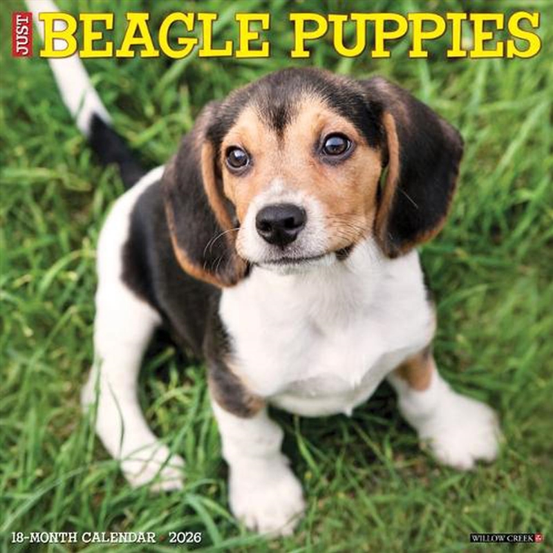 Beagle Puppies 2026 12 X 12 Wall Calendar/Product Detail/Calendars & Diaries
