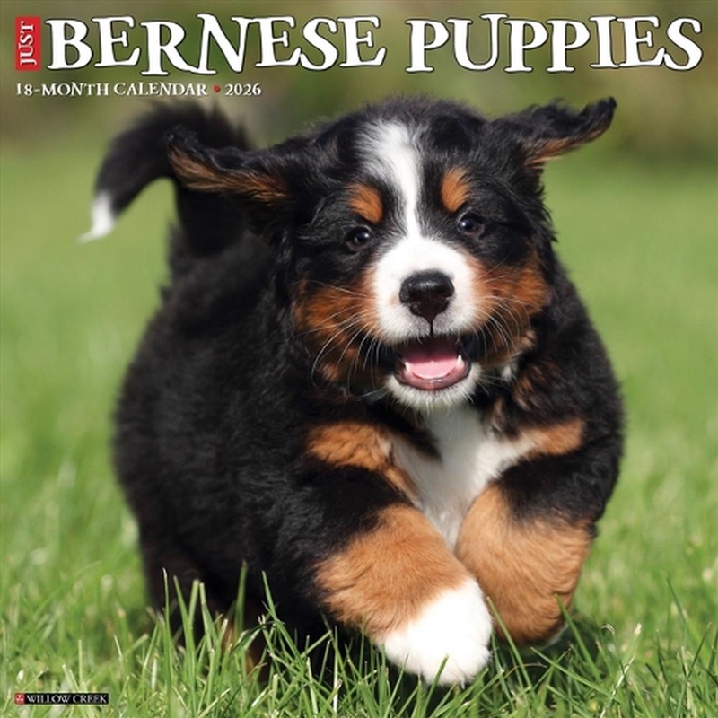 Bernese Mountain Puppies 2026 12 X 12 Wall Calendar/Product Detail/Calendars & Diaries