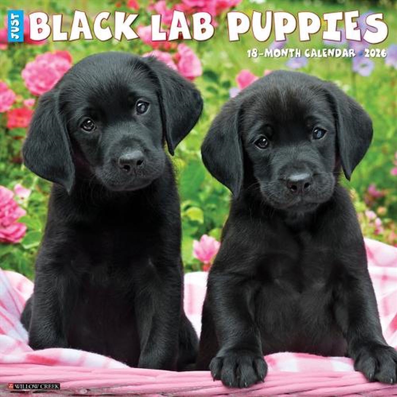 Black Lab Puppies 2026 12 X 12 Wall Calendar/Product Detail/Calendars & Diaries