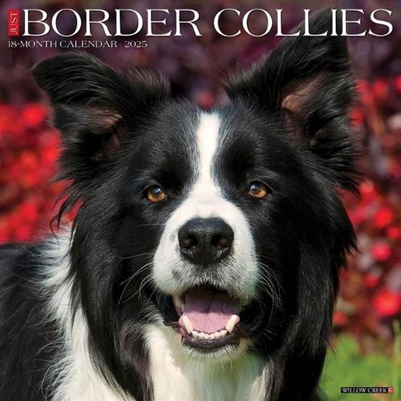 Border Collies 2026 12 X 12 Wall Calendar/Product Detail/Calendars & Diaries
