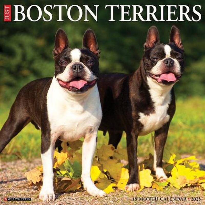 Boston Terriers 2026 12 X 12 Wall Calendar/Product Detail/Calendars & Diaries