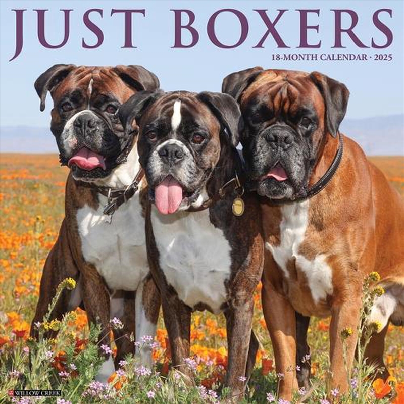 Boxers 2026 12 X 12 Wall Calendar/Product Detail/Calendars & Diaries