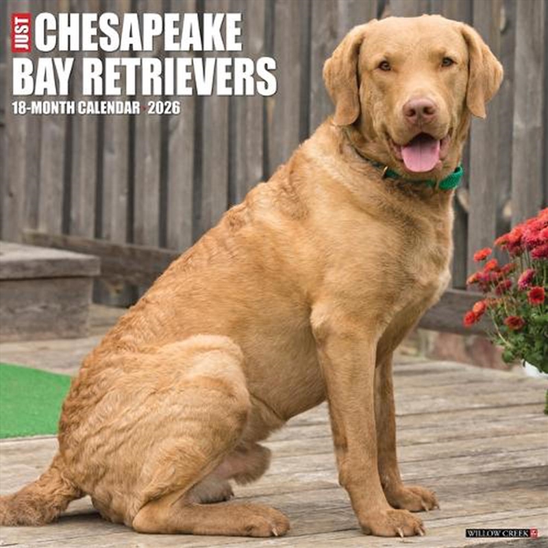 Chesapeake Bay Retrievers 2026 12 X 12 Wall Calendar/Product Detail/Calendars & Diaries