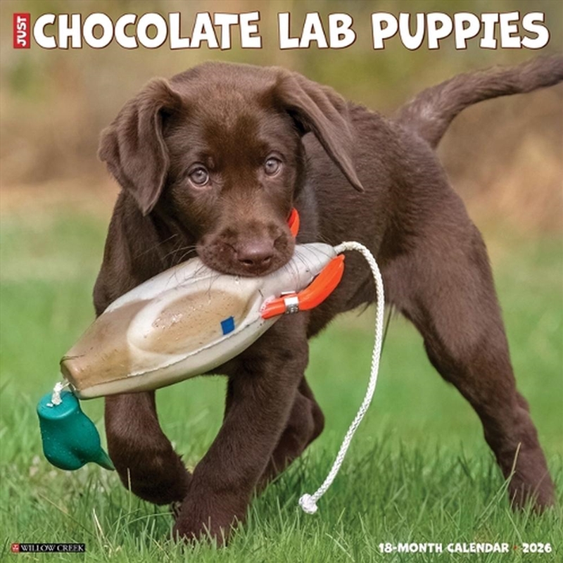 Chocolate Lab Puppies 2026 12 X 12 Wall Calendar/Product Detail/Calendars & Diaries