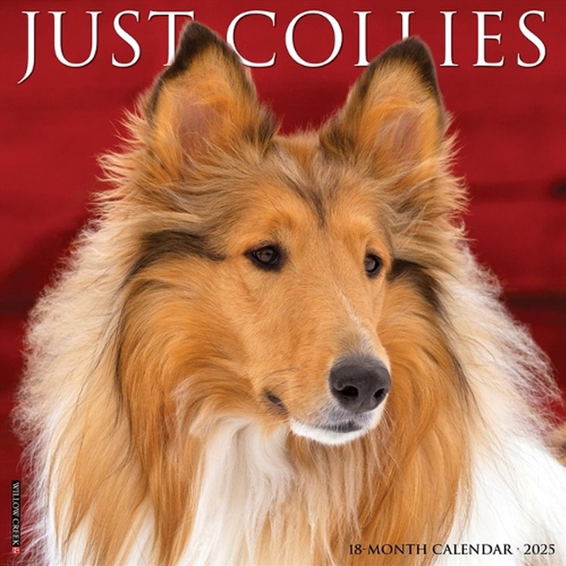 Collies 2026 12 X 12 Wall Calendar/Product Detail/Calendars & Diaries