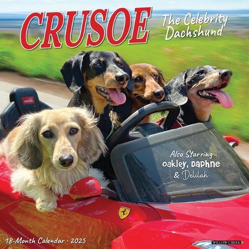 Crusoe The Celebrity Dachshund 2026 12 X 12 Wall Calendar/Product Detail/Calendars & Diaries