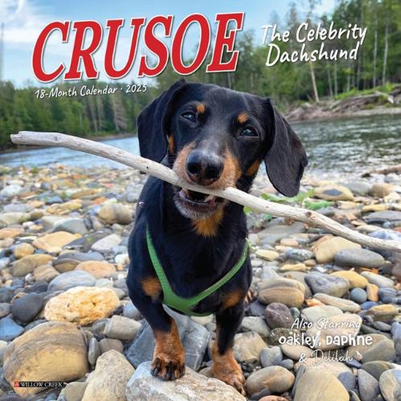 Crusoe The Celebrity Dachshund 2026 7 X 7 Mini Wall Calendar/Product Detail/Calendars & Diaries