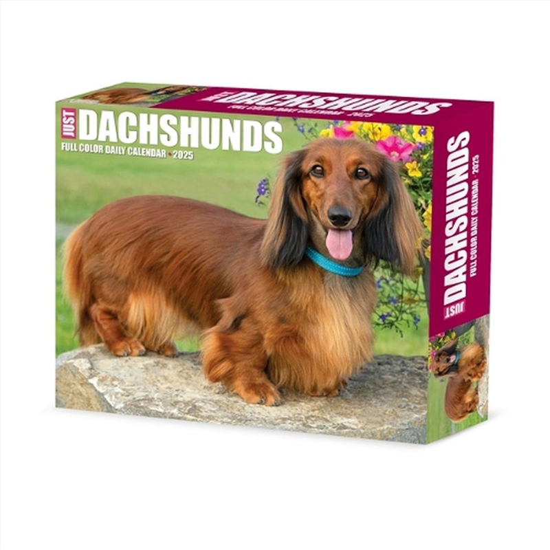 Dachshunds 2026 5.4 X 6.2 Box Calendar/Product Detail/Calendars & Diaries