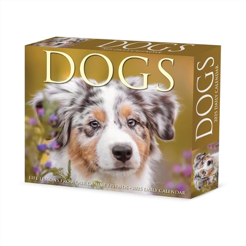 Dogs 2026 5.4 X 6.2 Box Calendar/Product Detail/Calendars & Diaries