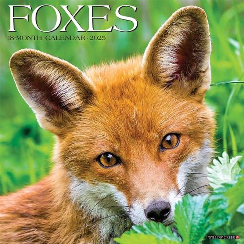 Foxes 2026 12 X 12 Wall Calendar/Product Detail/Calendars & Diaries