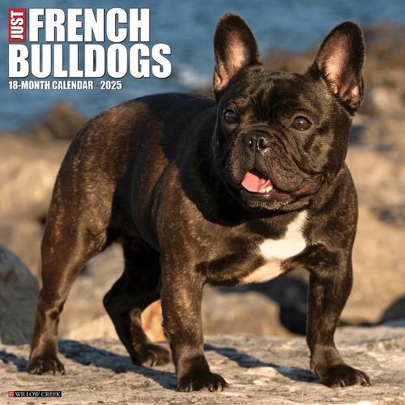 French Bulldogs 2026 12 X 12 Wall Calendar/Product Detail/Calendars & Diaries