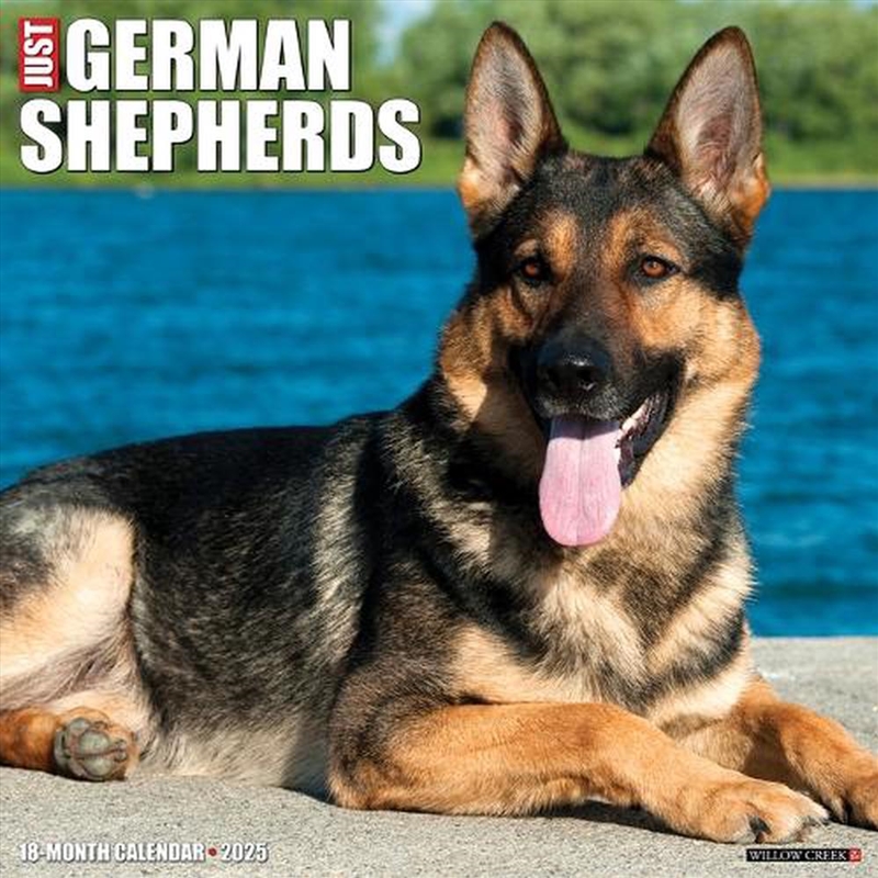 German Shepherds 2026 12 X 12 Wall Calendar/Product Detail/Calendars & Diaries