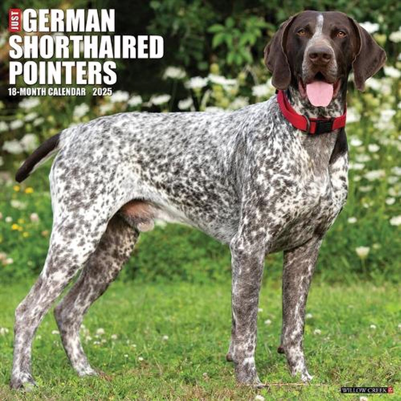 German Shorthaired Pointers 2026 12 X 12 Wall Calendar/Product Detail/Calendars & Diaries