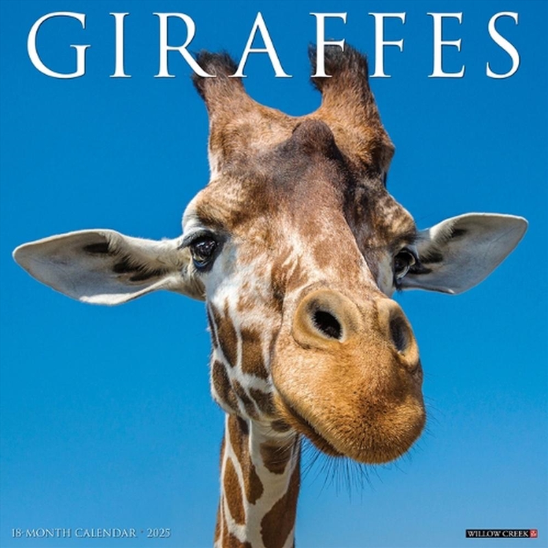 Giraffes 2026 12 X 12 Wall Calendar/Product Detail/Calendars & Diaries