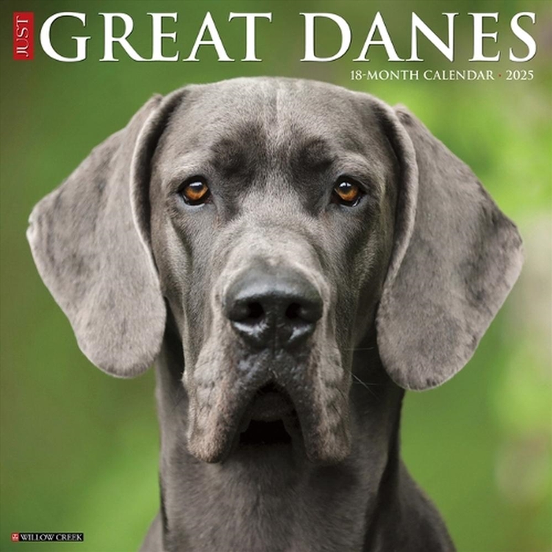 Great Danes 2026 12 X 12 Wall Calendar/Product Detail/Calendars & Diaries