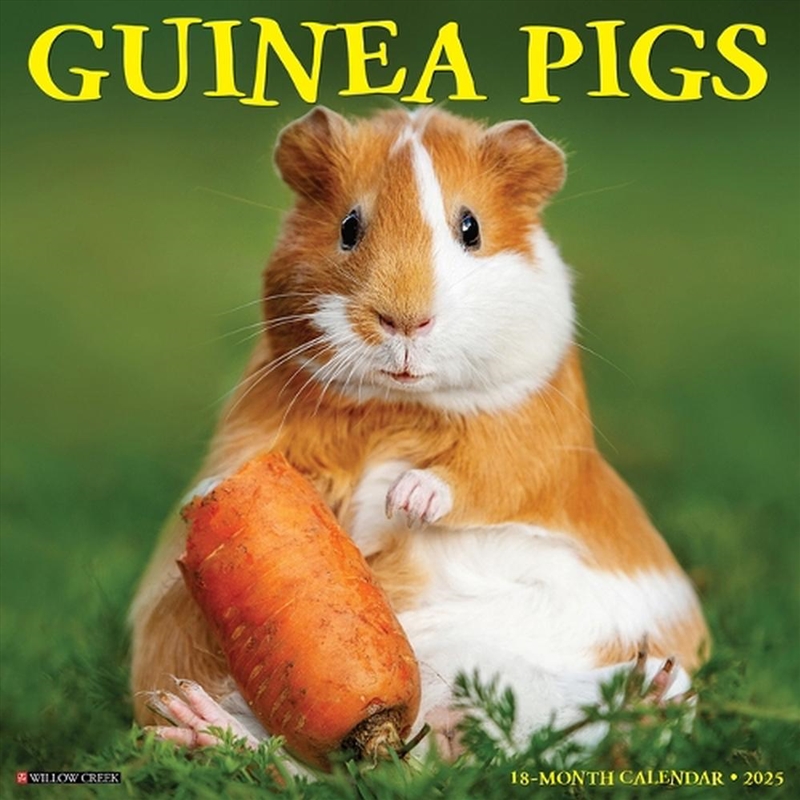 Guinea Pigs 2026 12 X 12 Wall Calendar/Product Detail/Calendars & Diaries