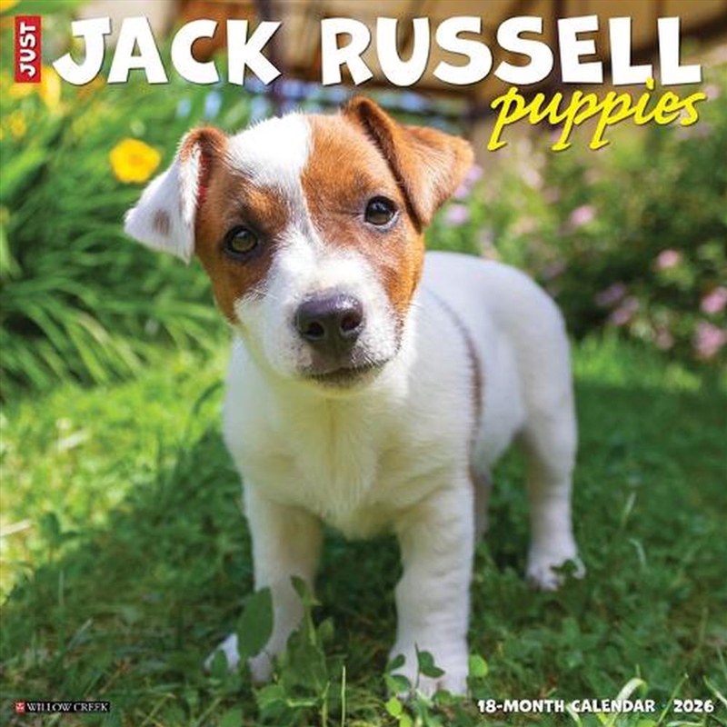 Jack Russell Puppies 2026 12 X 12 Wall Calendar/Product Detail/Calendars & Diaries