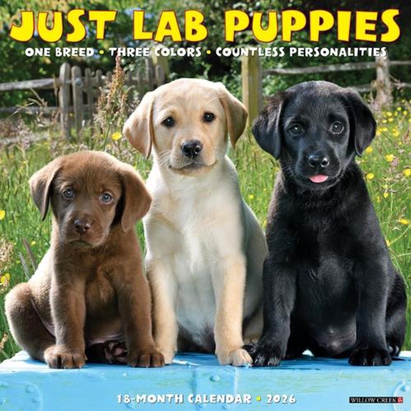 Lab Puppies 2026 12 X 12 Wall Calendar/Product Detail/Calendars & Diaries