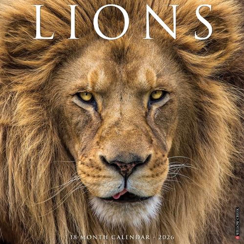 Lions 12 X 12 Wall Calendar/Product Detail/Calendars & Diaries