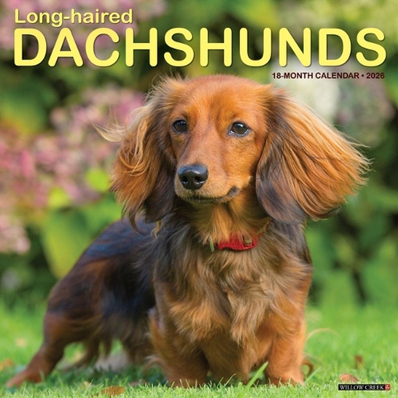Longhaired Dachshunds 12 X 12 Wall Calendar/Product Detail/Calendars & Diaries