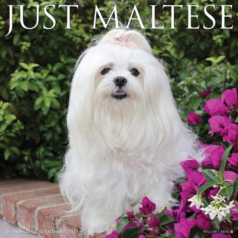 Maltese 2026 12 X 12 Wall Calendar/Product Detail/Calendars & Diaries