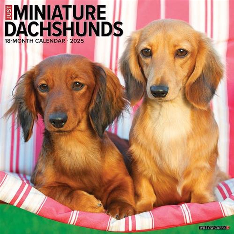 Miniature Dachshunds 2026 12 X 12 Wall Calendar/Product Detail/Calendars & Diaries