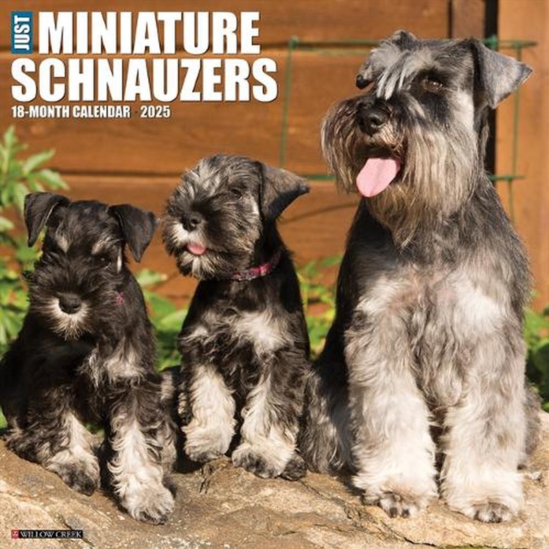 Miniature Schnauzers 2026 12 X 12 Wall Calendar/Product Detail/Calendars & Diaries