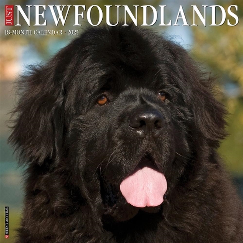 Newfoundlands 2026 12 X 12 Wall Calendar/Product Detail/Calendars & Diaries