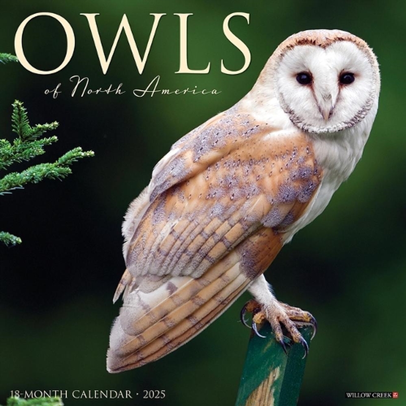 Owls 2026 12 X 12 Wall Calendar/Product Detail/Calendars & Diaries