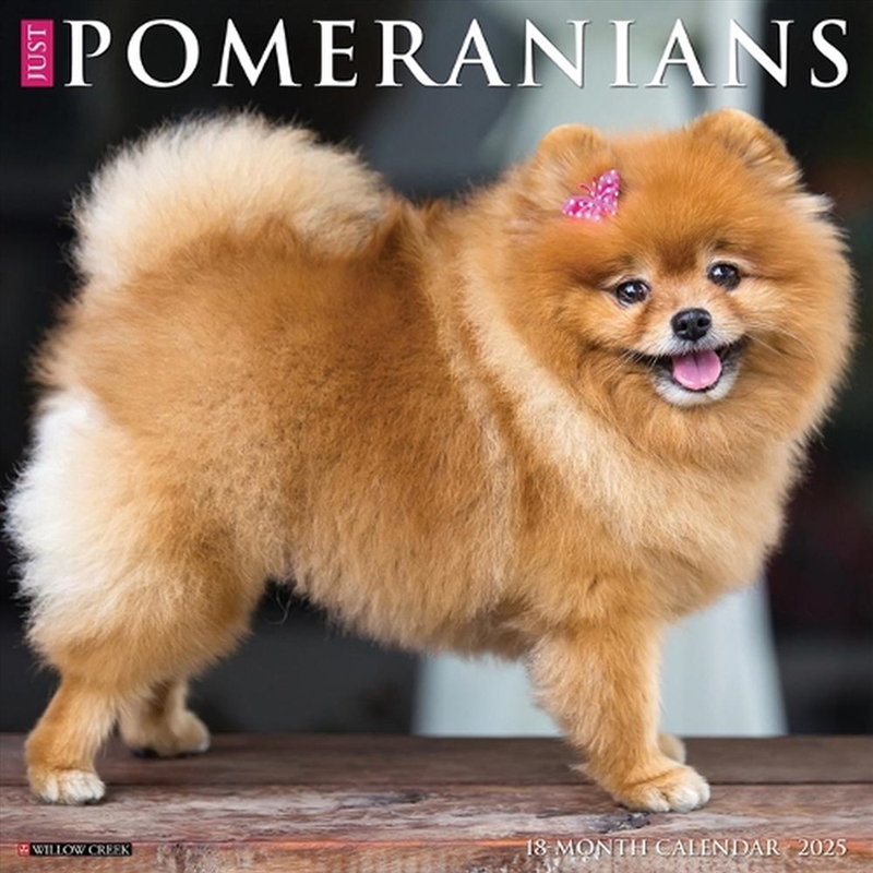 Pomeranians 2026 12 X 12 Wall Calendar/Product Detail/Calendars & Diaries